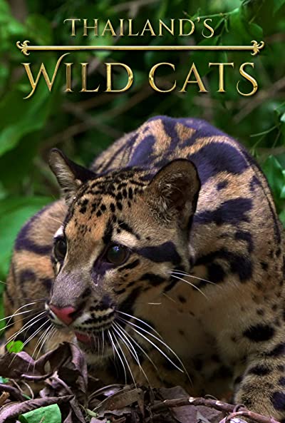 Thailands Wild Cats 2021 1080p WEBRip x264-RARBG Download