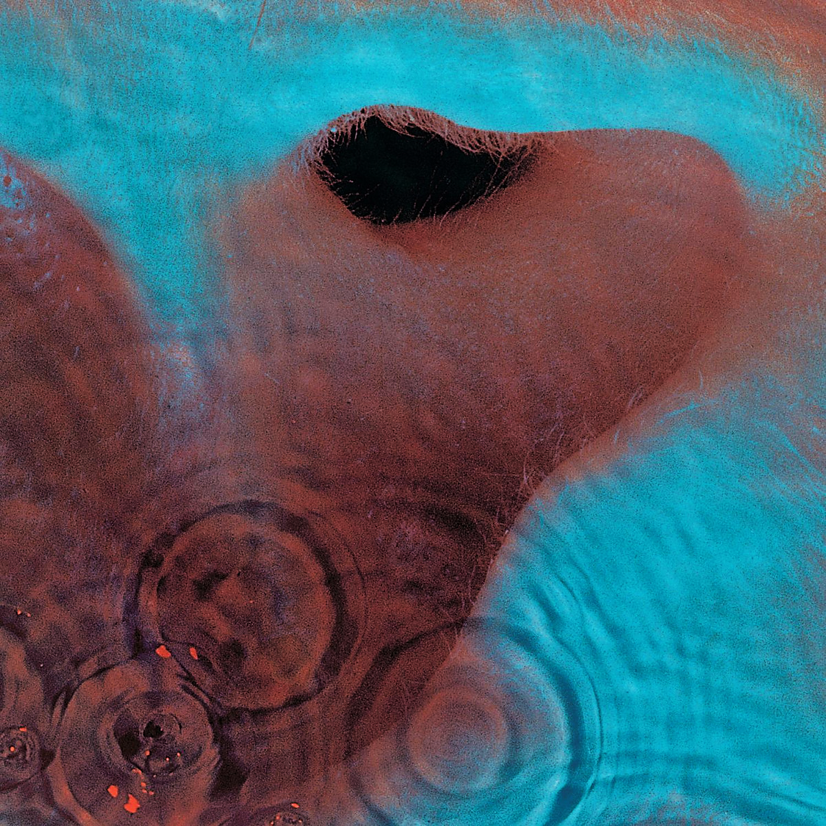 Pink Floyd-Meddle-Remastered-CD-FLAC-2011-PERFECT