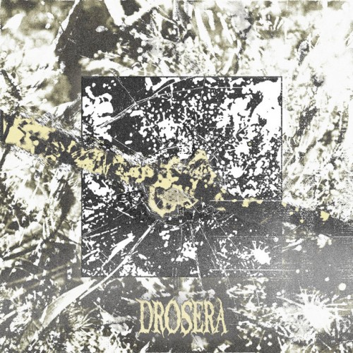 Drosera - Drosera (2023) Download