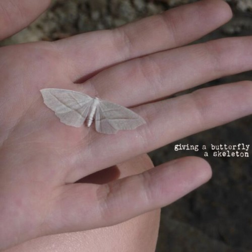 giving a butterfly a skeleton - giving a butterfly a skeleton (2023) Download