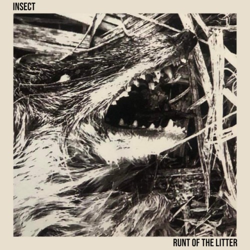 Insect - Runt Of The Litter (2023) Download