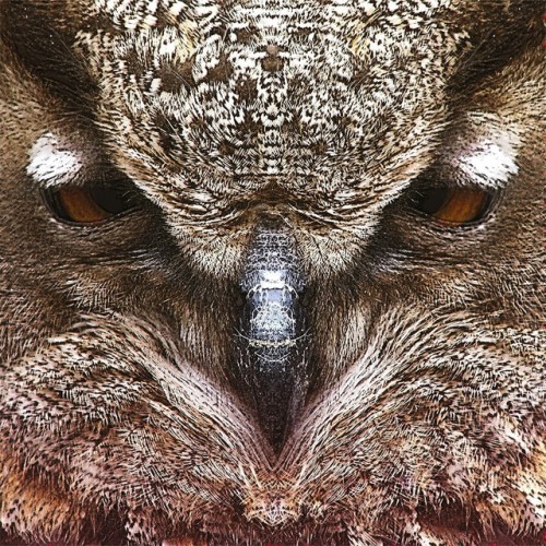 Dirty Owl - Dirty Owl (2013) Download
