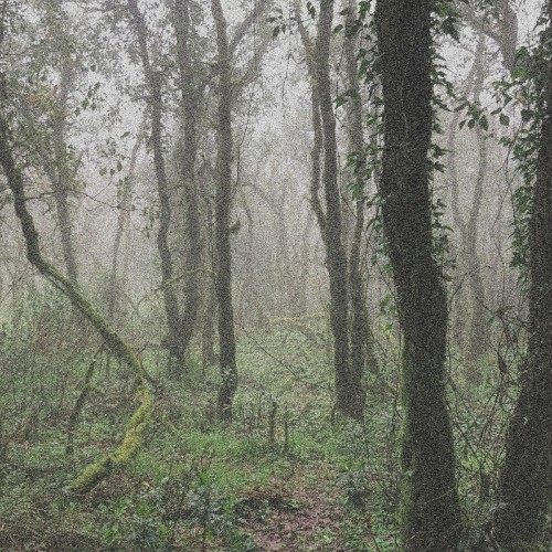 Orbe - El Bosque De La Niebla (2023) Download