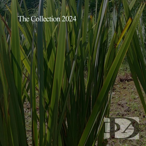 Various Artists – The Collection 2024 (2024)