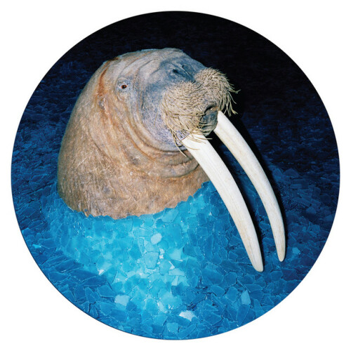 Tross – The Walrus EP (2016)